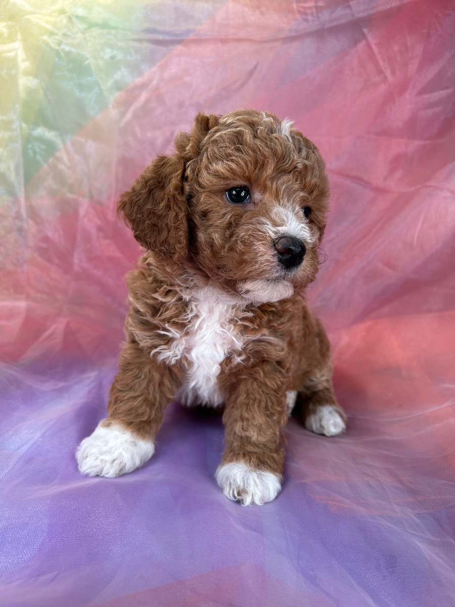 Female Bichon Poo Puppy for Sale DOB 12-25-2022